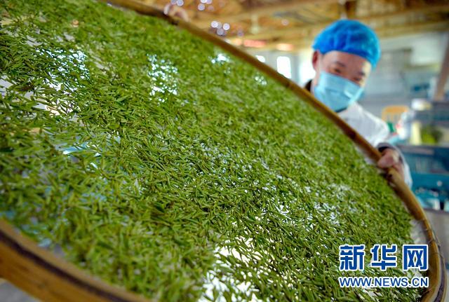 湖北宣恩：“東茶西種” 增收致富2021年02月20日