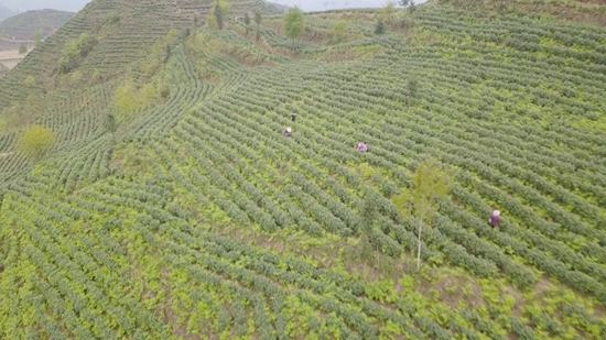 貴州六枝特區500畝白茶“領鮮”採摘