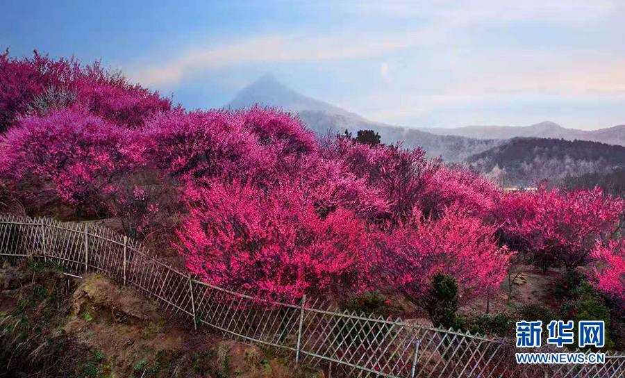 草青花红三月天 燕儿谷里风光美