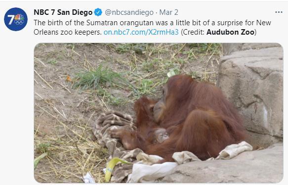 兩年內第2隻！美動物園喜迎瀕危紅毛猩猩寶寶(圖)