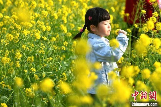 Bunga Canola Mekar Serikan Tapak Purba_fororder_fz5