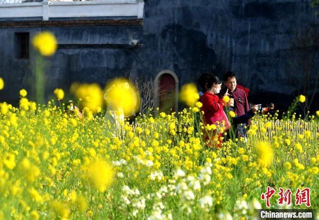 Bunga Canola Mekar Serikan Tapak Purba_fororder_fz1