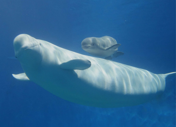 13天内接连出生3头白鲸珠海长隆创世界奇迹