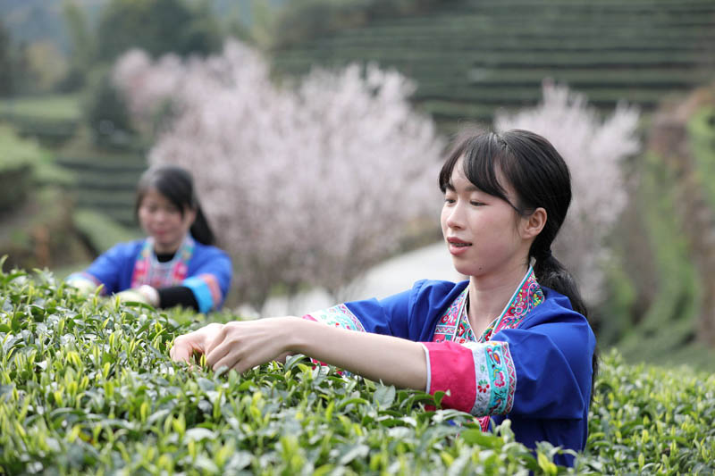 广西侗乡抢采早春茶（组图）