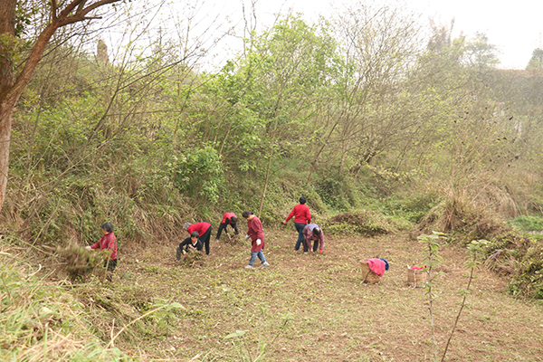 在南溪街道莲花村,村支"两委"组织村民对全村40余亩撩荒地进行集中