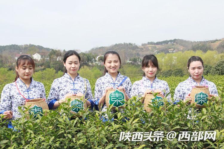 2020年漢中仙毫春茶開採上市 媒體+電商+直播助力銷售