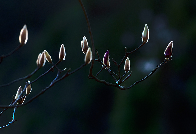 在龙泉，有一种春天叫玉兰花开_fororder_龙泉山玉兰花开-摄影-嘉楠5