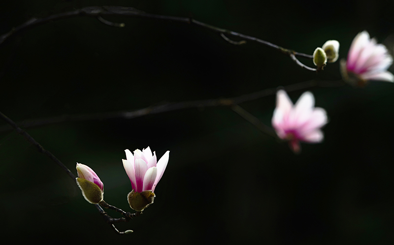 在龙泉，有一种春天叫玉兰花开_fororder_龙泉山玉兰花开-摄影-嘉楠