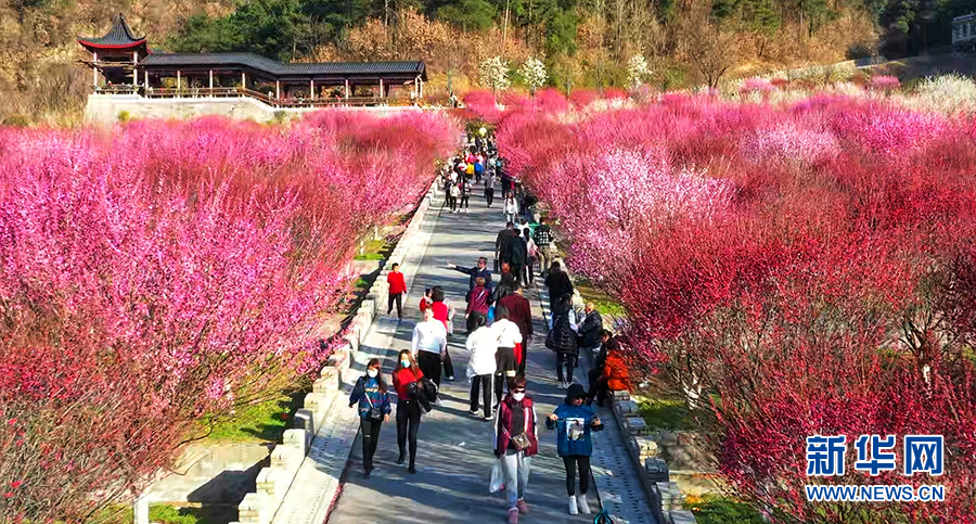 （新春走基層）建設生態植物園讓馬家河村走上致富路