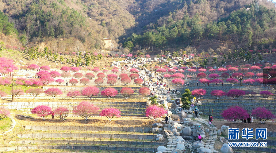 （新春走基層）建設生態植物園讓馬家河村走上致富路