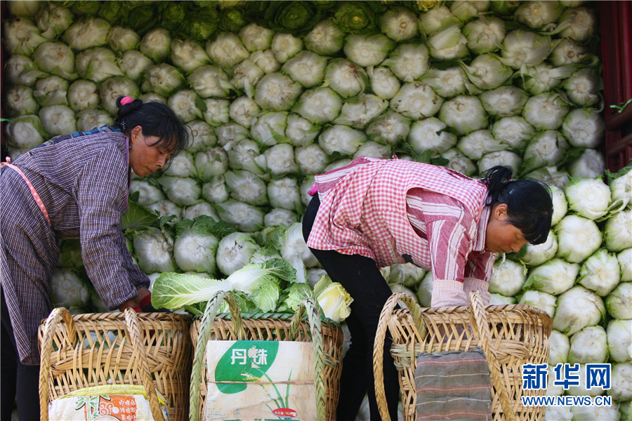 云南曲靖：珠江源头春耕忙