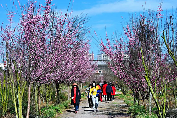 美丽四川|100余亩桃花竞相绽放 到成都郫都区唐昌镇赏花正当时_fororder_2
