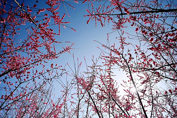 美丽四川|100余亩桃花竞相绽放 到成都郫都区唐昌镇赏花正当时_fororder_1