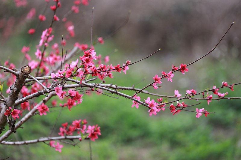 南寧武鳴區：春花燦爛迷人眼