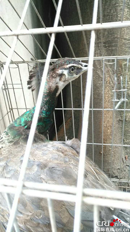 已过审【法制安全】渝中区现野生蓝孔雀与鸡争食 被送动物园救助