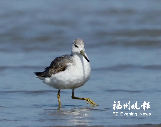 國家重點野生動物從54種增至80種 閩江河口濕地成為“鳥的天堂”