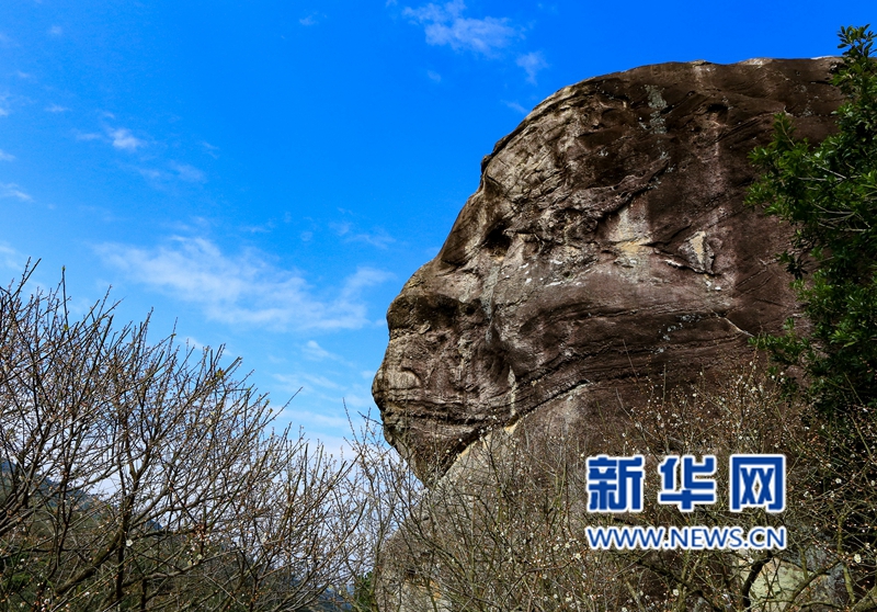 【圖説福建第七張】【漳州】【移動版】【Chinanews帶圖】福建詔安：青梅園中驚現“古猿人”