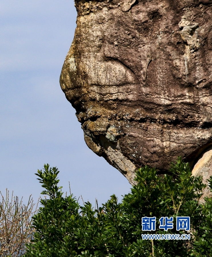 【圖説福建第七張】【漳州】【移動版】【Chinanews帶圖】福建詔安：青梅園中驚現“古猿人”