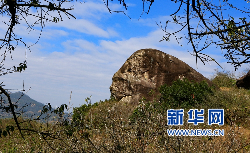 【圖説福建第七張】【漳州】【移動版】【Chinanews帶圖】福建詔安：青梅園中驚現“古猿人”