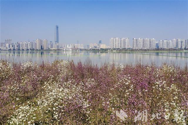 武汉春天花朵绽放