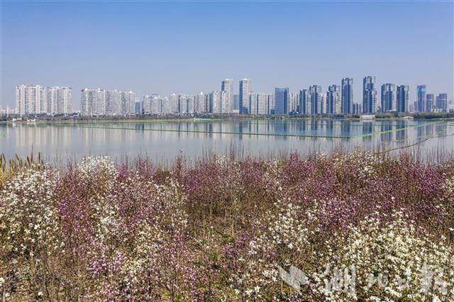 武汉春天花朵绽放