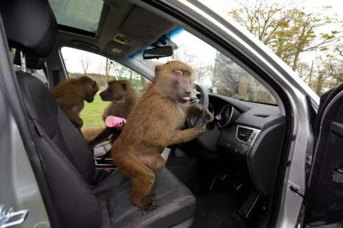 车中无司机猴子称霸王：印度猴子偷开巴士酿车祸