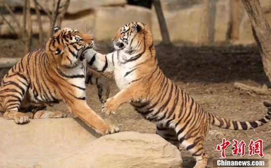 常州野生动物园老虎“比武”上演“动作大片”