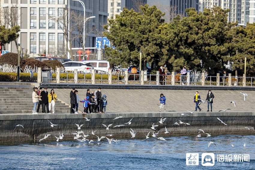 青島：遊客喂食海鷗成獨特風景線