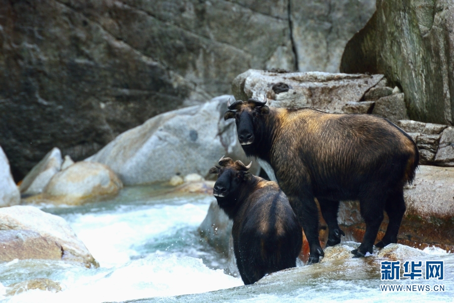 雲南怒江州境內國家重點保護野生動植物保護率達到100%