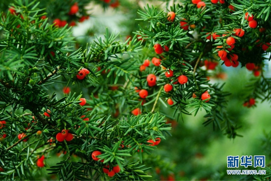 雲南怒江州境內國家重點保護野生動植物保護率達到100%