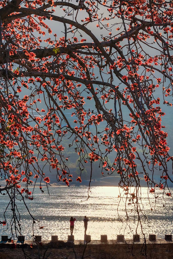 美丽四川｜春风轻拂 攀枝花开_fororder_摄影-王东-(3)