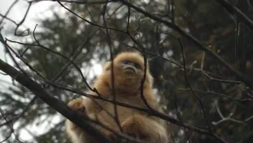 （轉載）大熊貓國家公園成都片區：大熊貓及其伴生動物頻繁“出鏡”