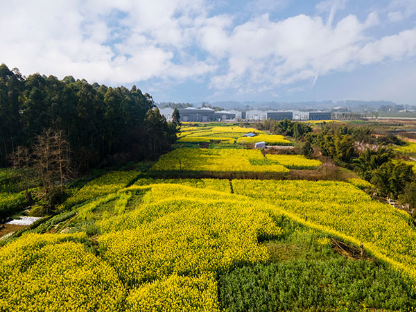 美丽四川｜满园春色关不住 眉山春景已上线_fororder_1