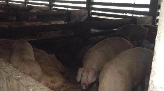 上海多地养殖场喂猪吃肯德基