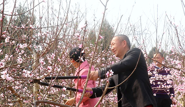 绵阳梓潼：2万亩桃花朵朵开 最美春色“剪”出来_fororder_C(E}(OY3BS7GN2B}8R9I]}V