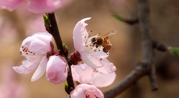 绵阳梓潼：2万亩桃花朵朵开 最美春色“剪”出来_fororder_IQQ2OOKDTY56G[$RERVY2H3