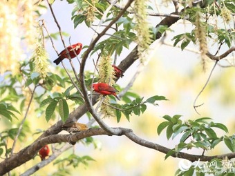 極めて珍しいシュイロマシコ30数羽を雲南省高黎貢山で確認