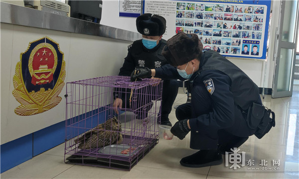 警民联手救助国家重点二级保护野生动物长耳鸮