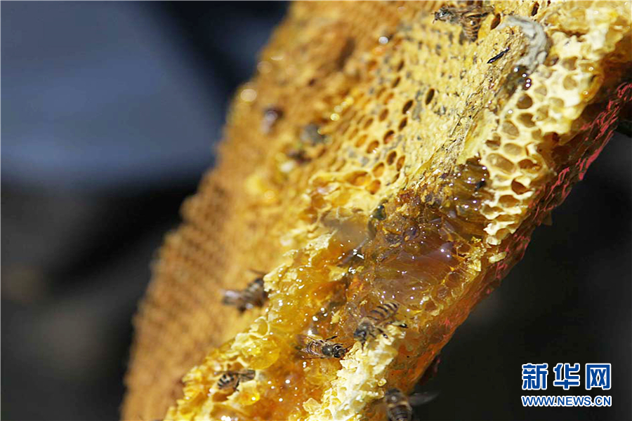 湖北竹山:三代養蜂人的“甜蜜”故事