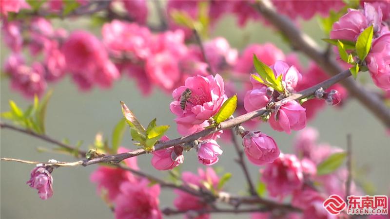 三明尤溪西城：這裡花開正艷