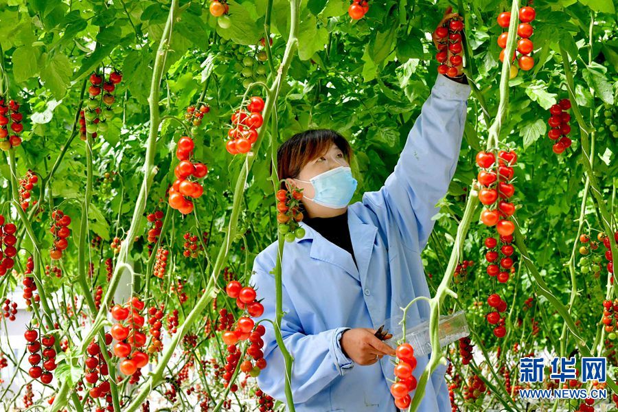 【城市遠洋】【焦點圖-大圖】【移動端-輪播圖】洛陽伊川:田園綜合體帶動溝域經濟發展