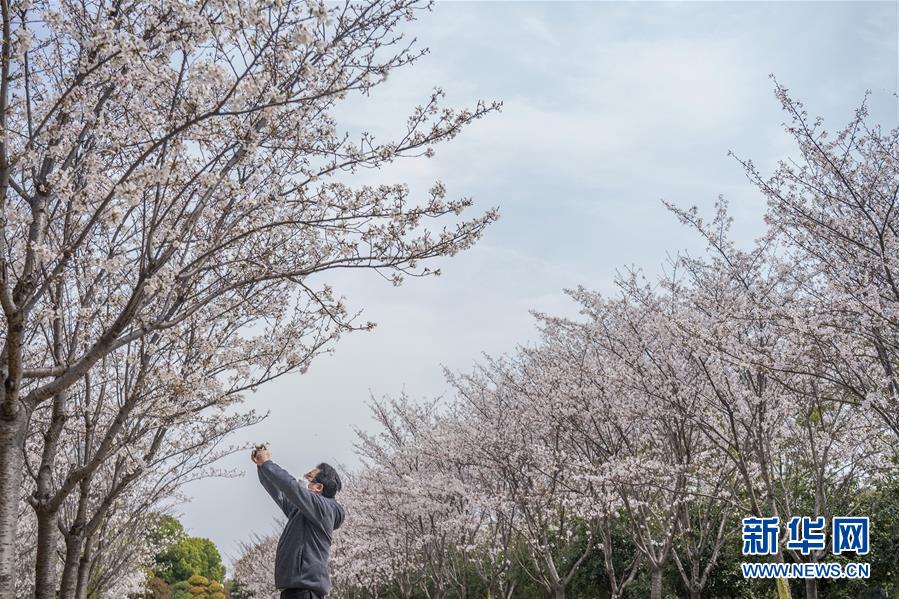 武漢：櫻花綻放春意濃