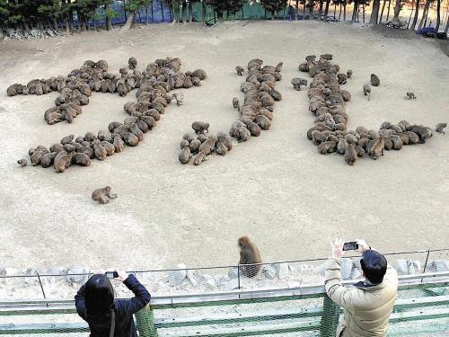 壮观又罕见：日本猴子大摆队形喜迎猴年(图)