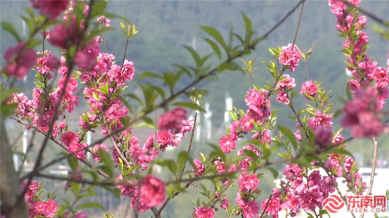 三明尤溪西城：這裡花開正艷