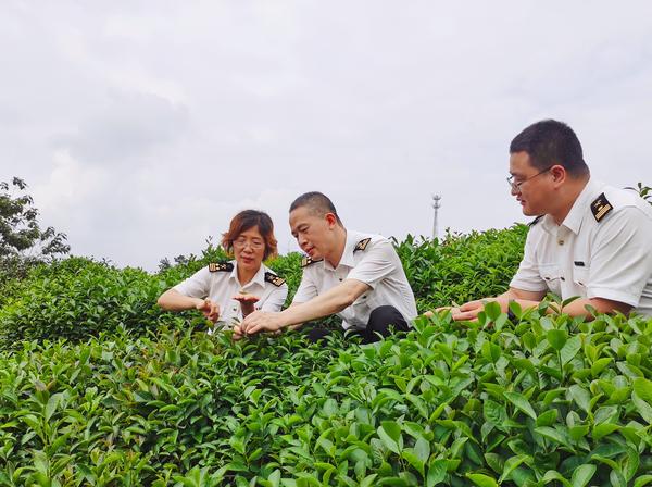 茶香飄世界！1600噸信陽茶葉乘“綠茶專列”發往中亞