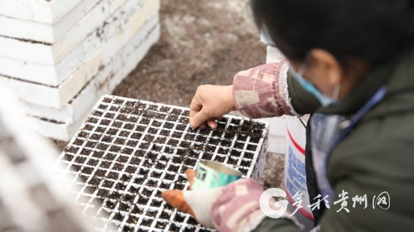 （大扶贫）大方皱椒“十年磨一剑”