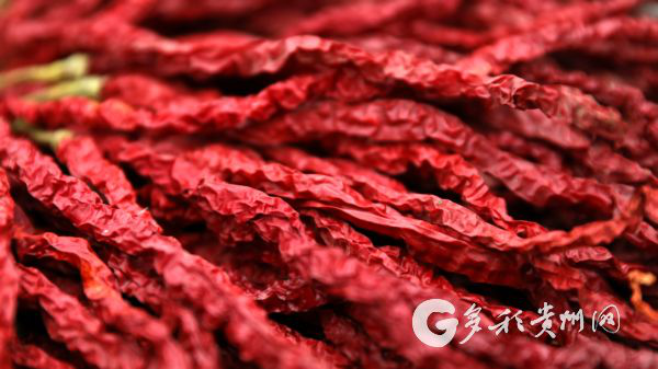 （大扶贫）大方皱椒“十年磨一剑”