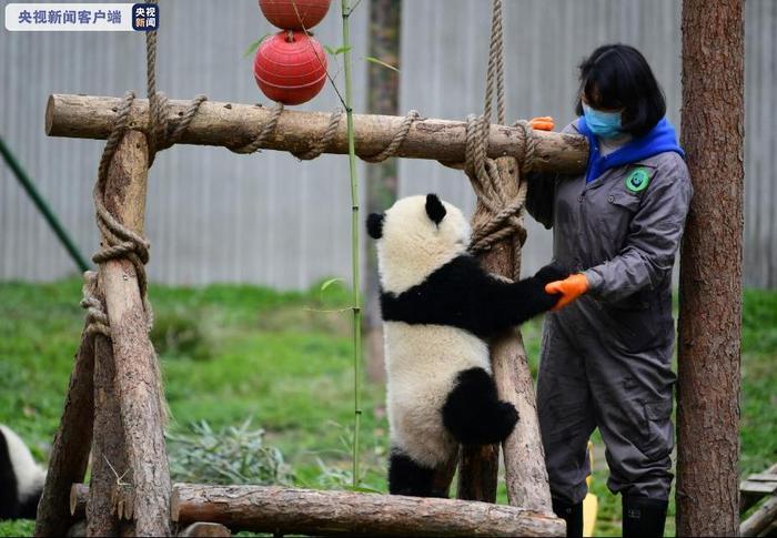 图片默认标题_fororder_xiongmao