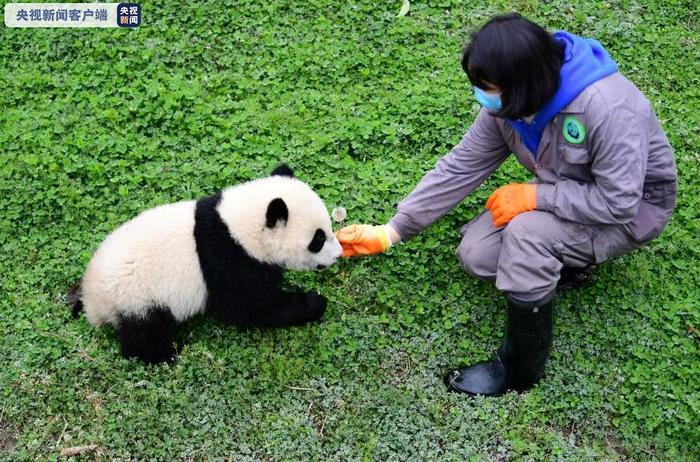 图片默认标题_fororder_xiongmao-2