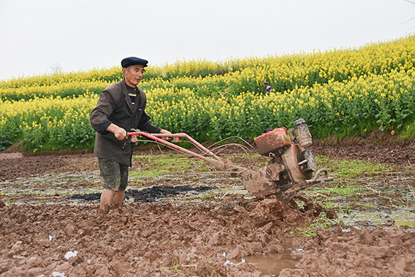自贡市荣县紧锣密鼓耕播37万亩水稻_fororder_1耕田现场